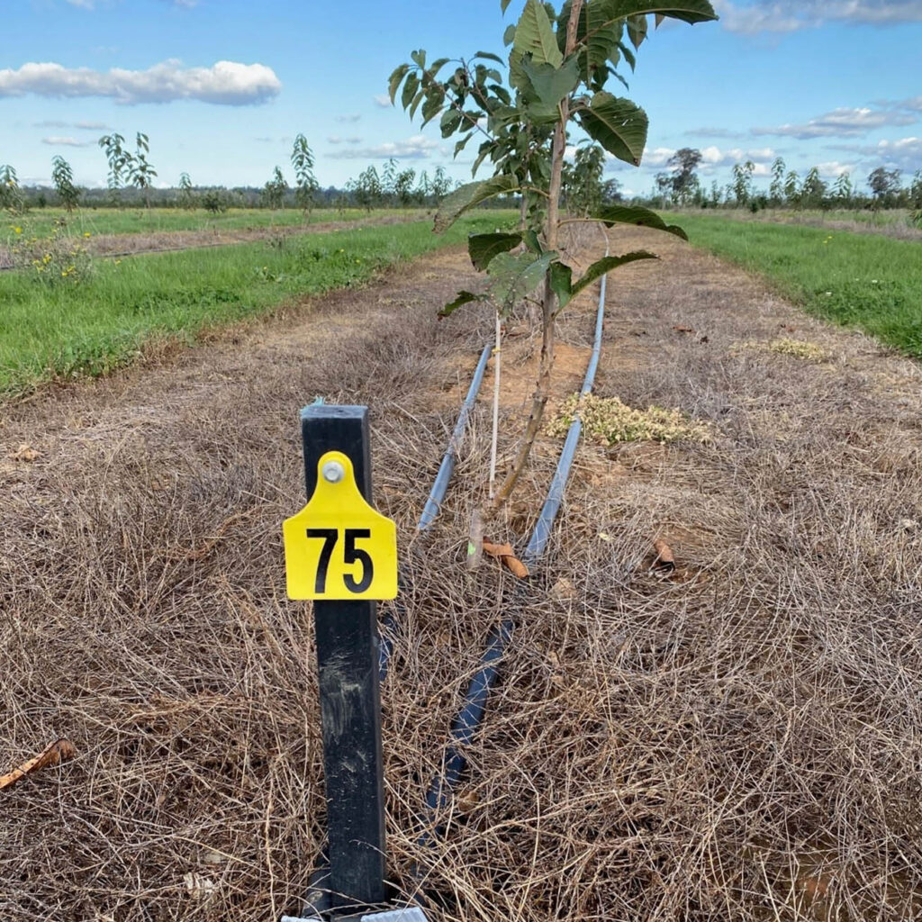 Orchard Marker